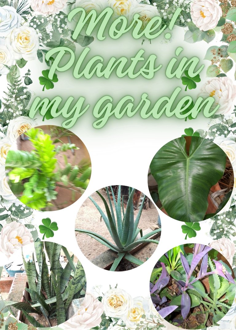 More plants in my garden! 