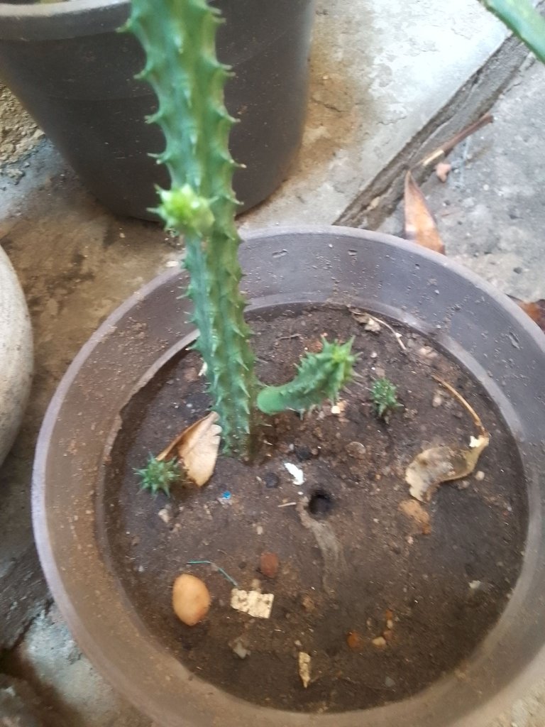 Huernia macrocarpa ojo de dragon.jpg