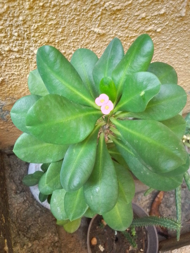 Euphorbia milii.jpg