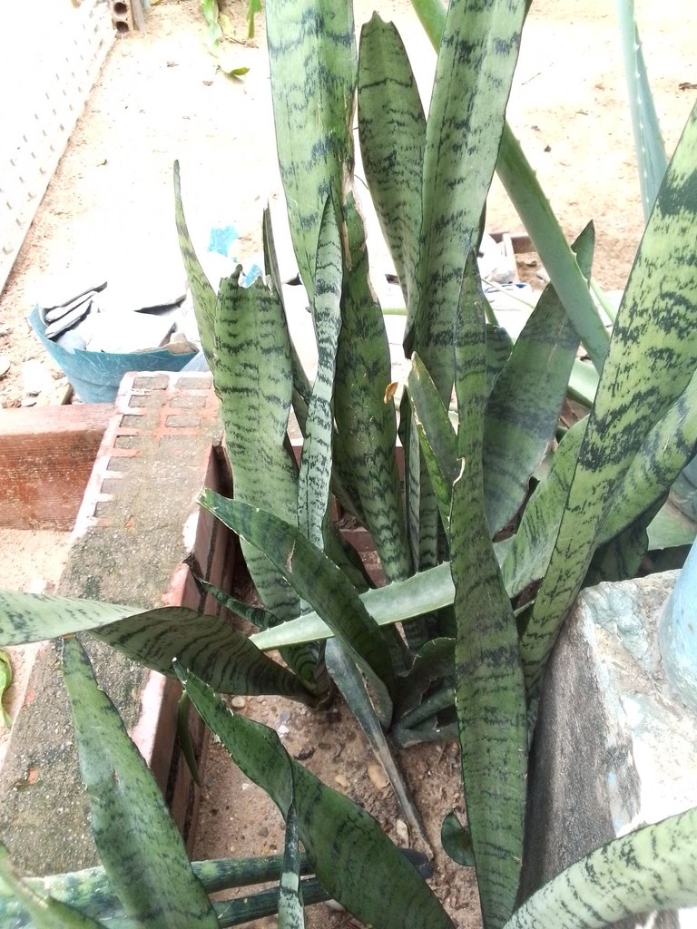 Sansevieria trifasciata o espáda.jpg