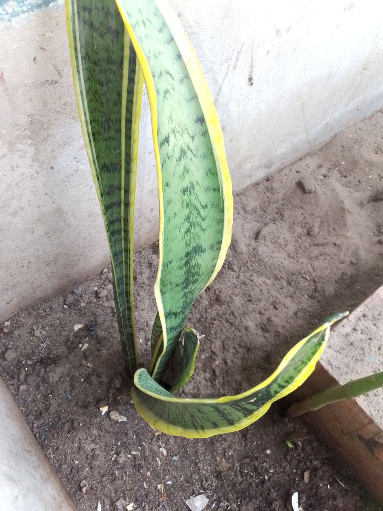 Sansevieria trifasciata lengua de suegra .jpg