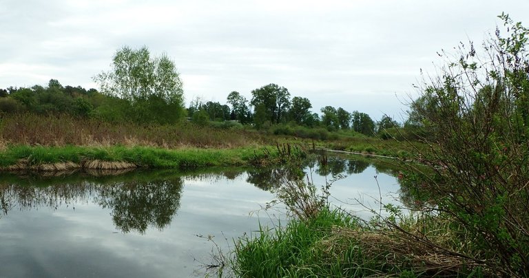 pond2.jpg