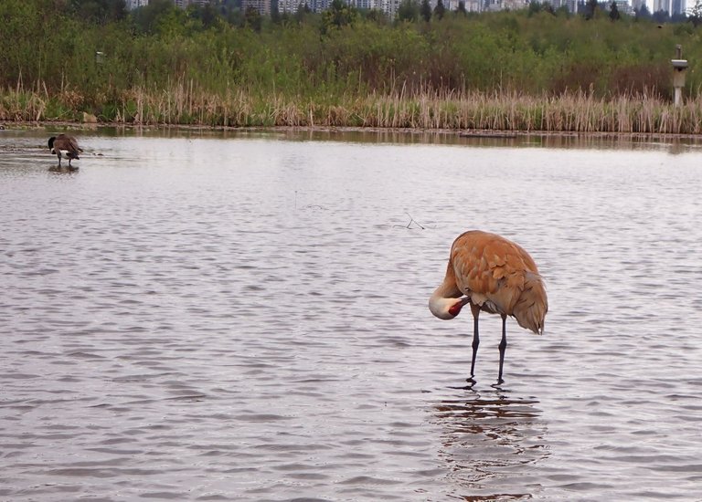 Bird_Sanctuary0017.jpg