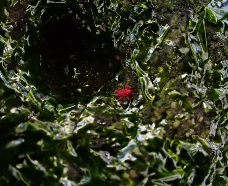 macro_nature0020.jpg