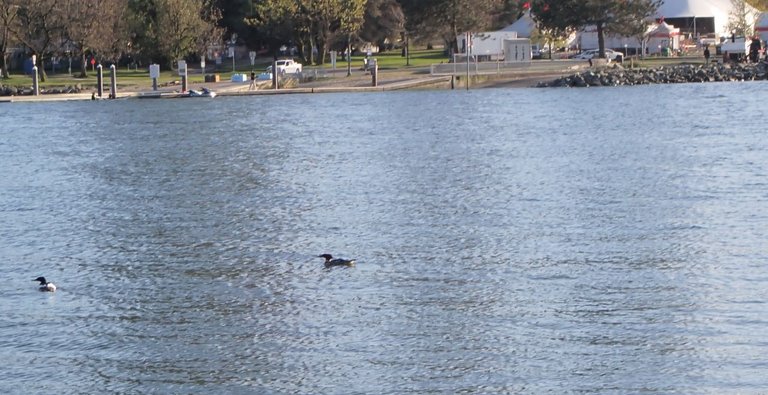 Grebe01.jpg