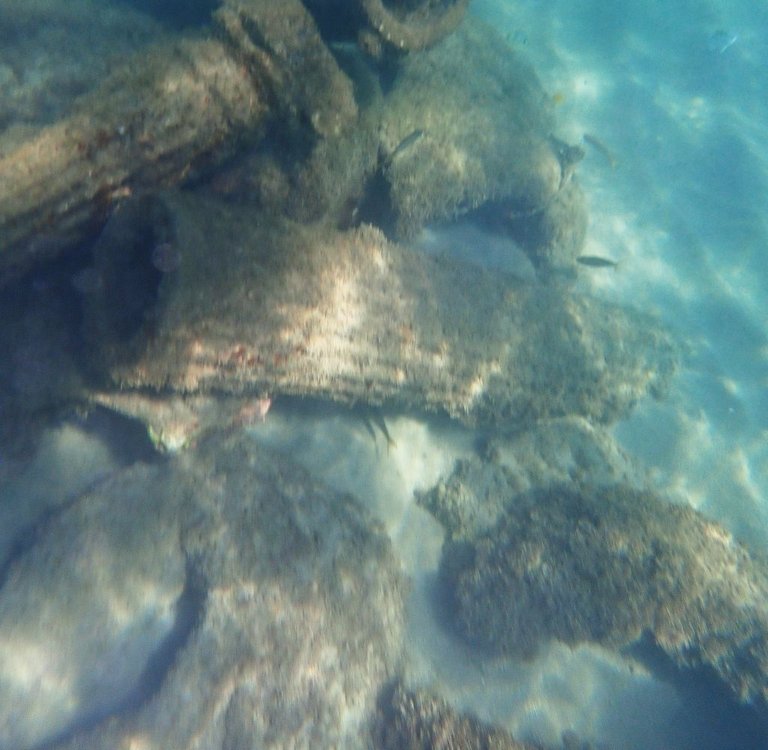 Turtle16.jpg
