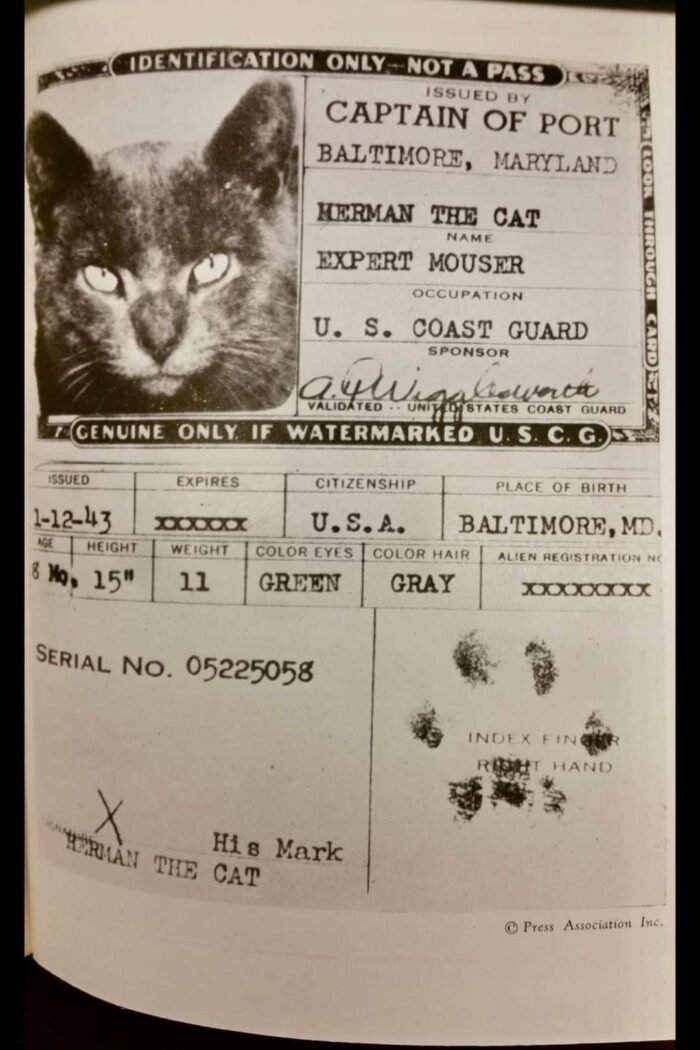 Herman-the-Cat-Expert-Mouser-Passport-700x1050.jpg