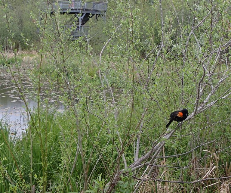 Bird_Sanctuary0015.jpg