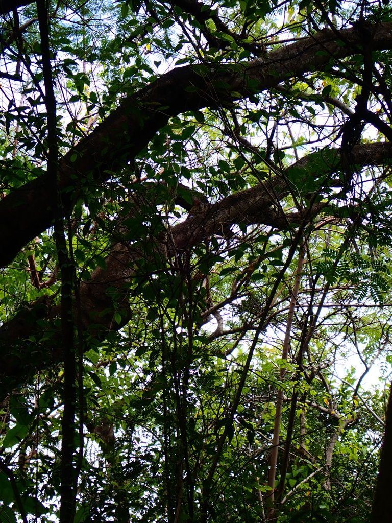 Tres Ojos Environment02.jpg