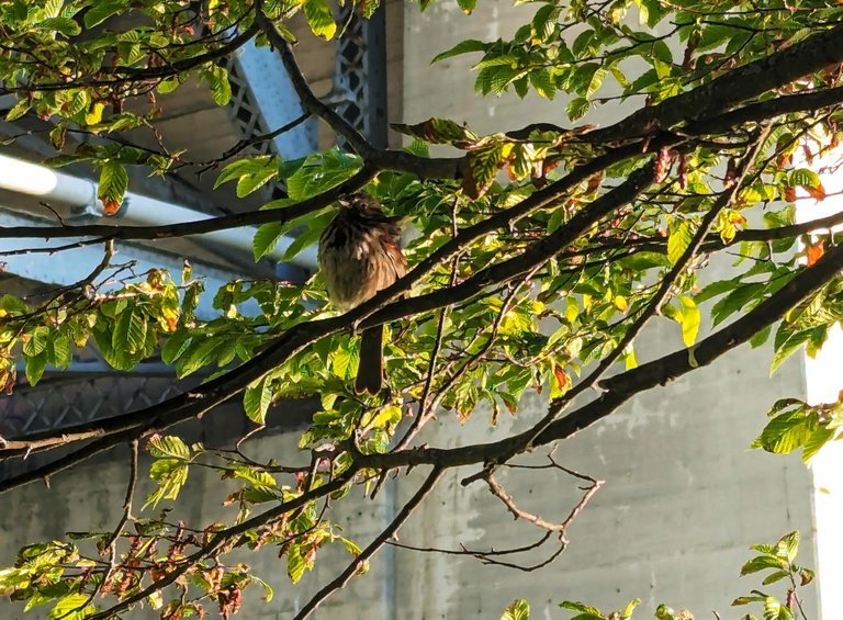 Juvenile_Junco0004.jpg