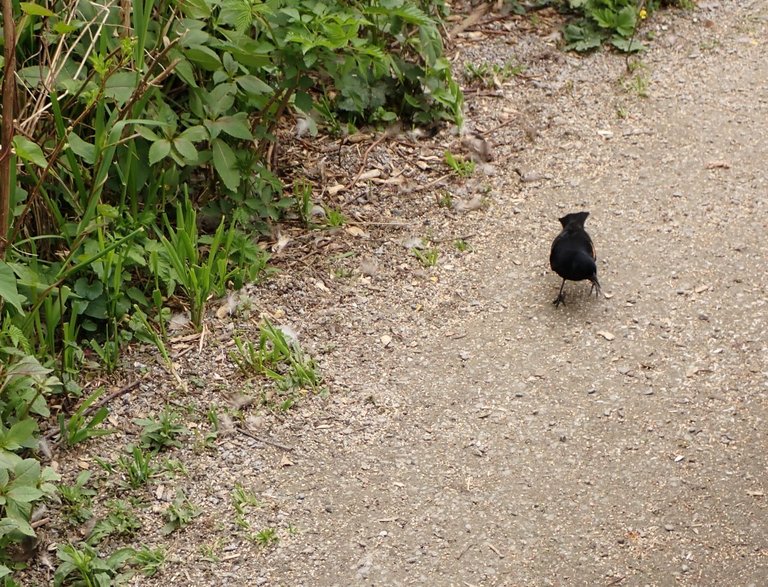 Bird_Sanctuary0003.jpg