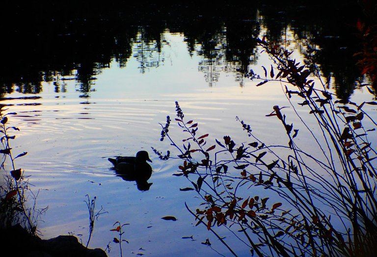 Ducks Lake AfternoonPC010152.jpg