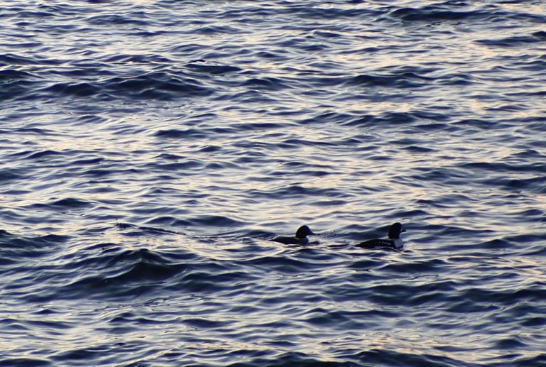 Ocean_DucksPC010178.jpg