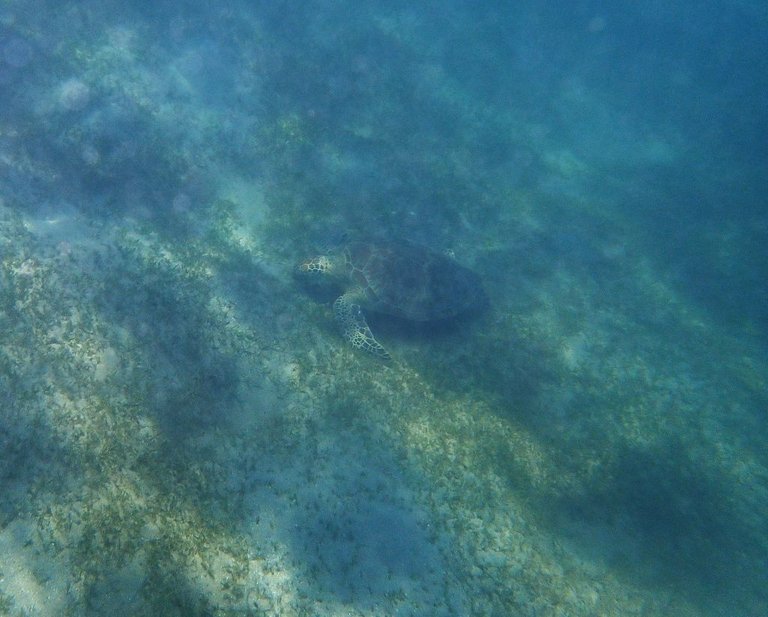 Turtle26.jpg