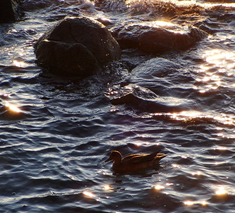 Ocean_DucksPC010173.jpg