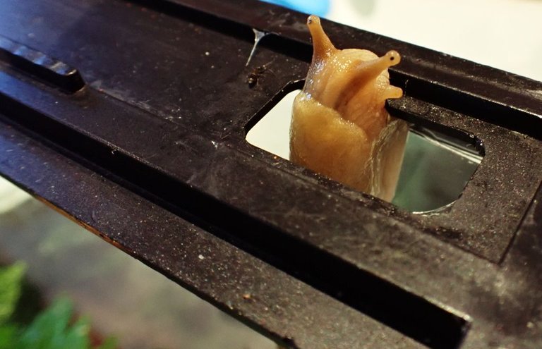 Banana Slug05.jpg