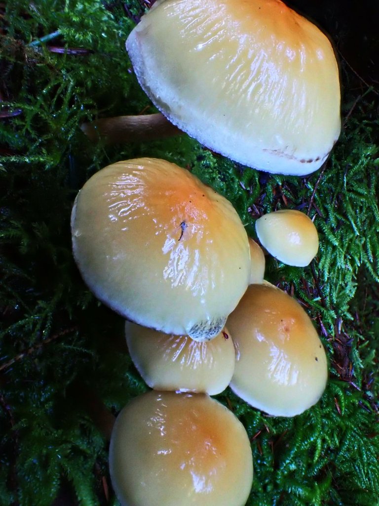 Fungi_Forest_ParkPC010079.jpg