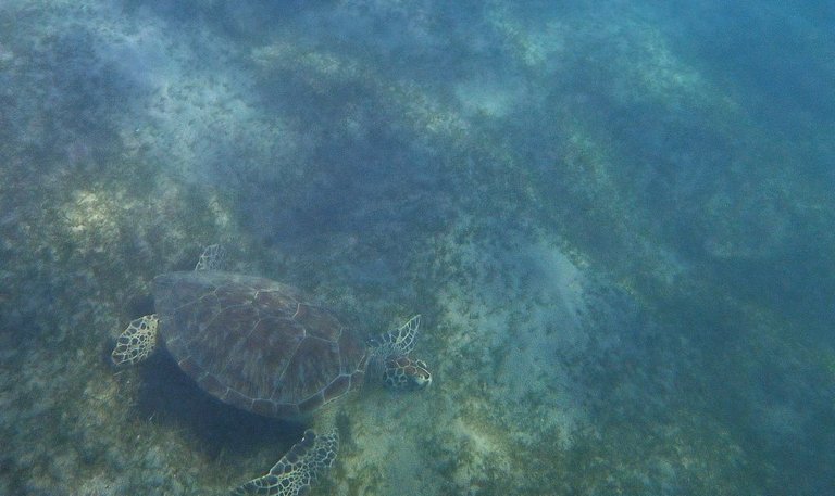 Turtle29.jpg