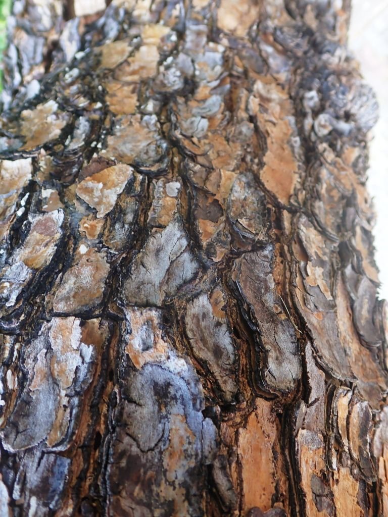 Bark.jpg