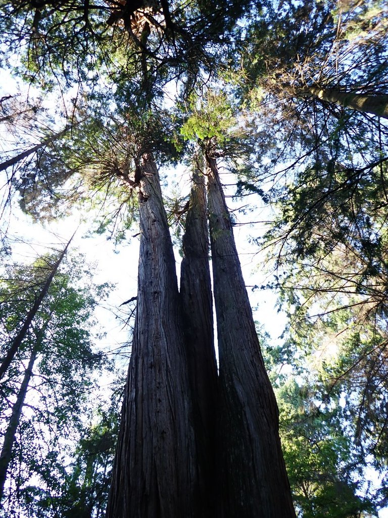 Giant Tree01.jpg