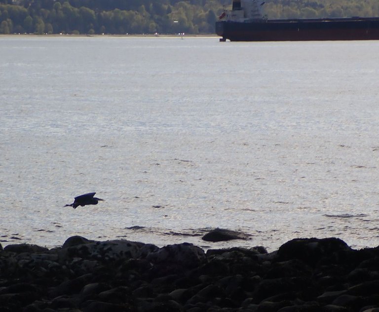Flying Herons01.jpg