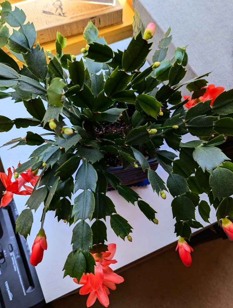 christmas_cactus.jpg