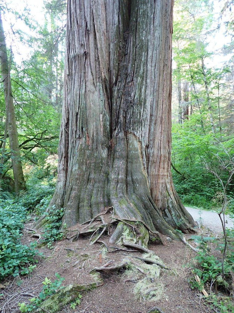 Giant Tree02.jpg