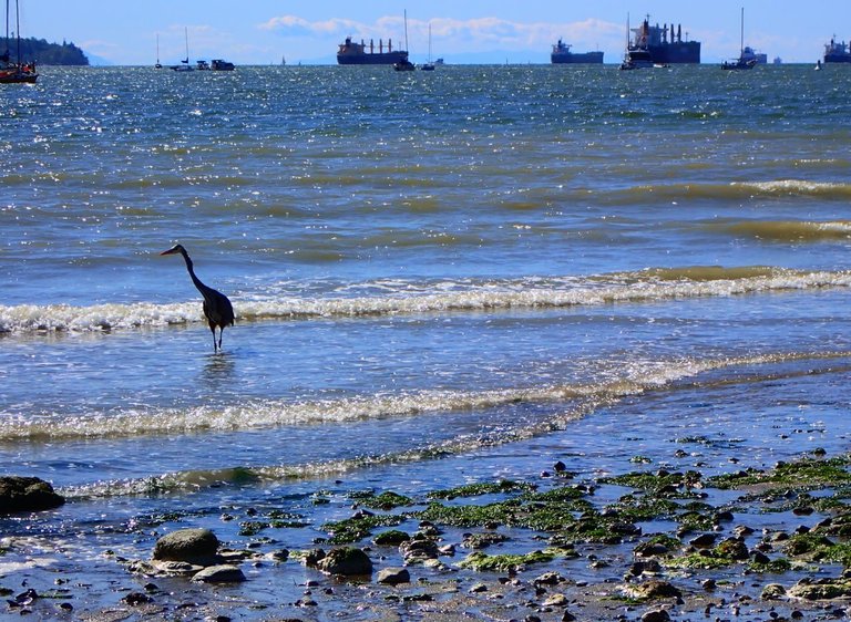 Blue Heron on the Bay02.jpg