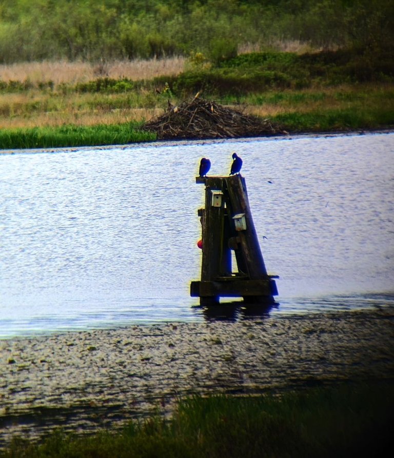 birds on the lake.jpg