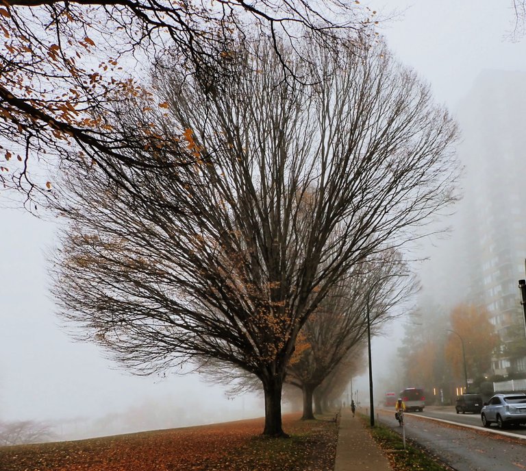 Fog_West_End0011.jpg