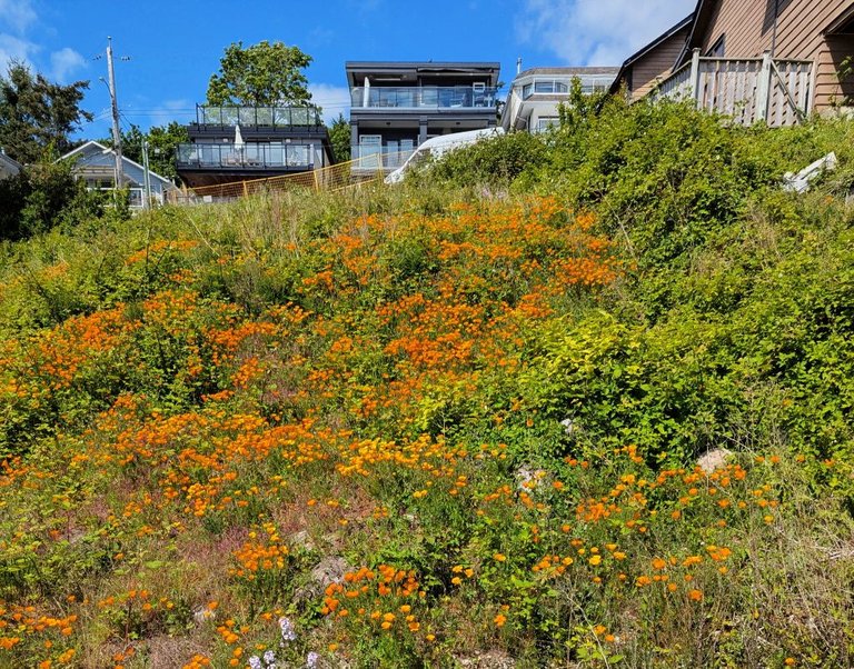Flowery Hill.jpg