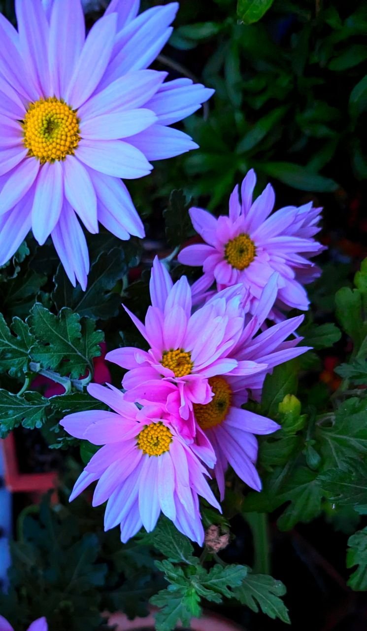 flowers_balcony.jpg