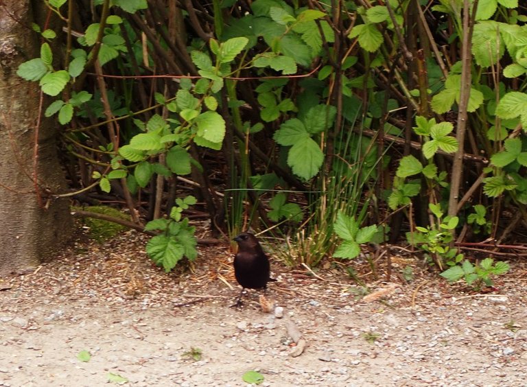 Bird_Sanctuary0004.jpg