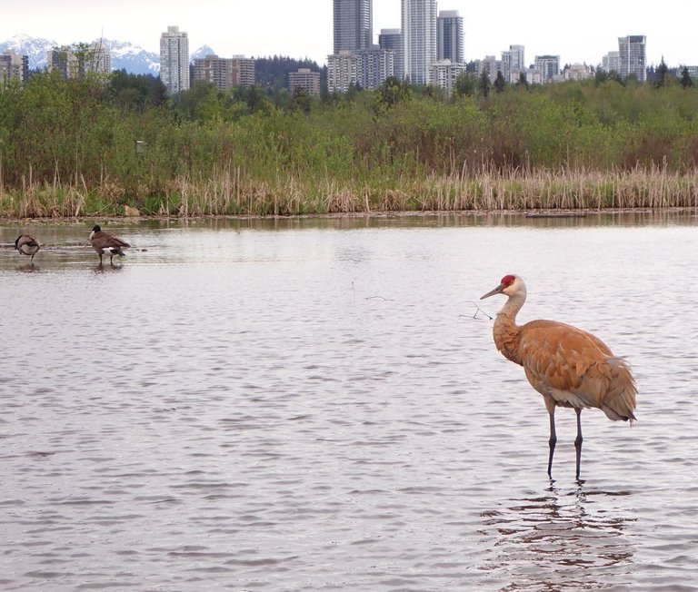 Bird_Sanctuary0018.jpg