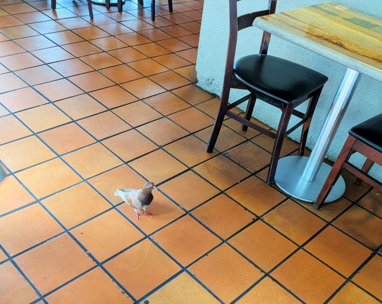 PR Birds04.jpg