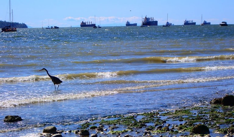 Blue Heron on the Bay03.jpg