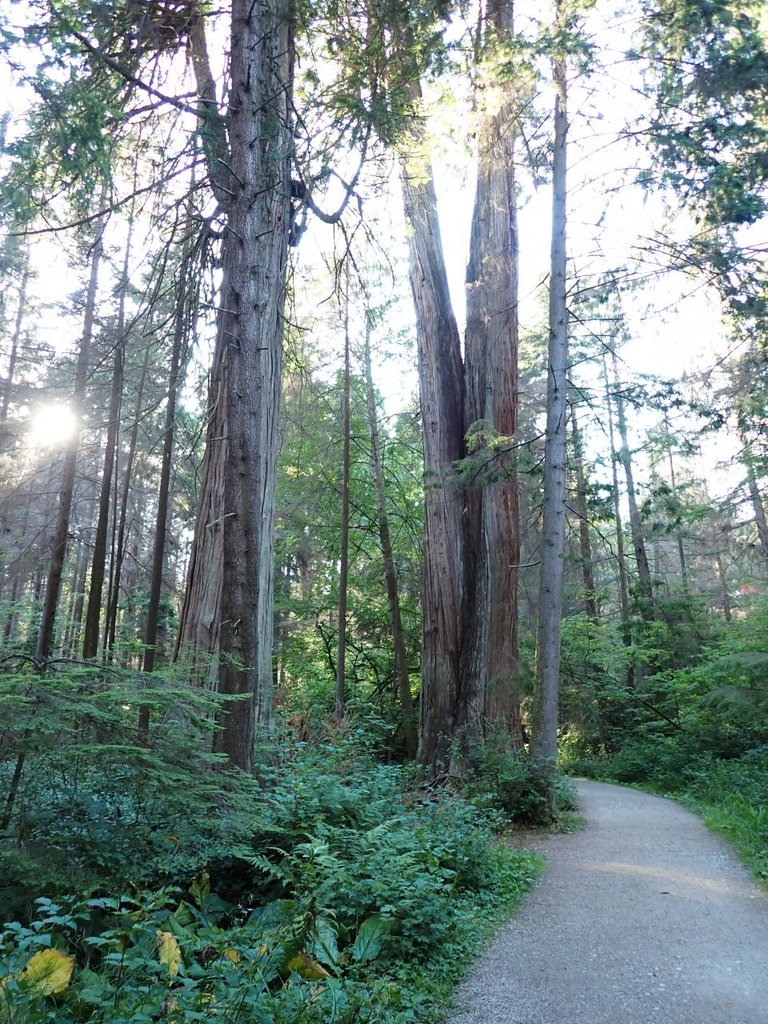 Giant Tree04.jpg