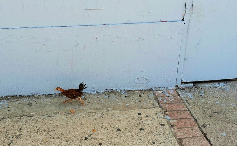 chicken05.jpg