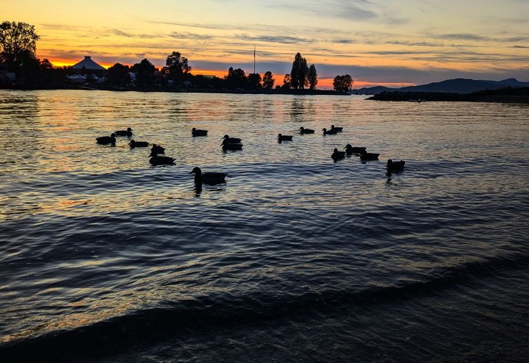 Ducks_in_the_BayPXL_20241013_013255574.MP.jpg