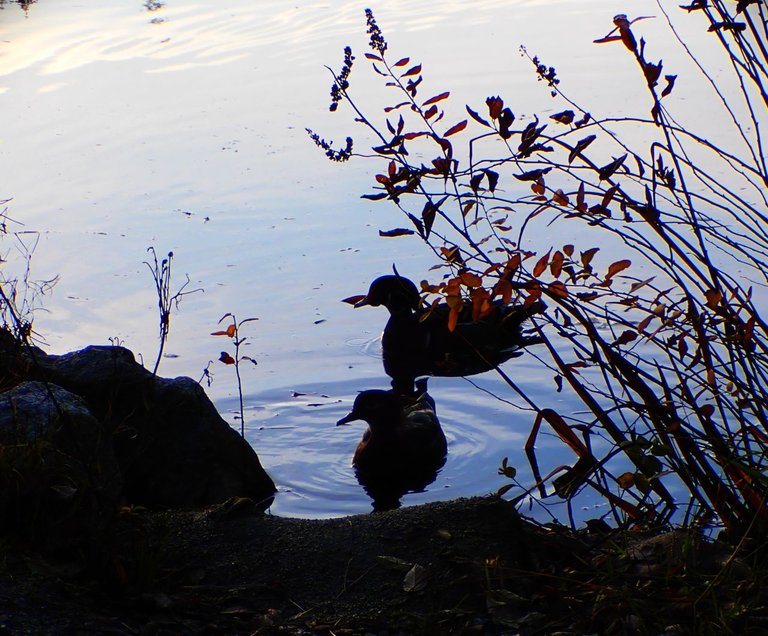 Ducks Lake AfternoonPC010150.jpg