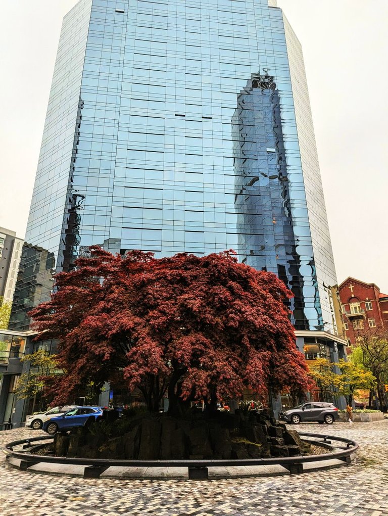 Tree Downtown02.jpg