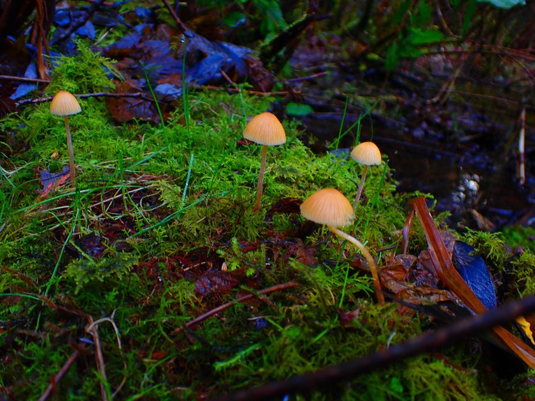 macro_nature0001.jpg