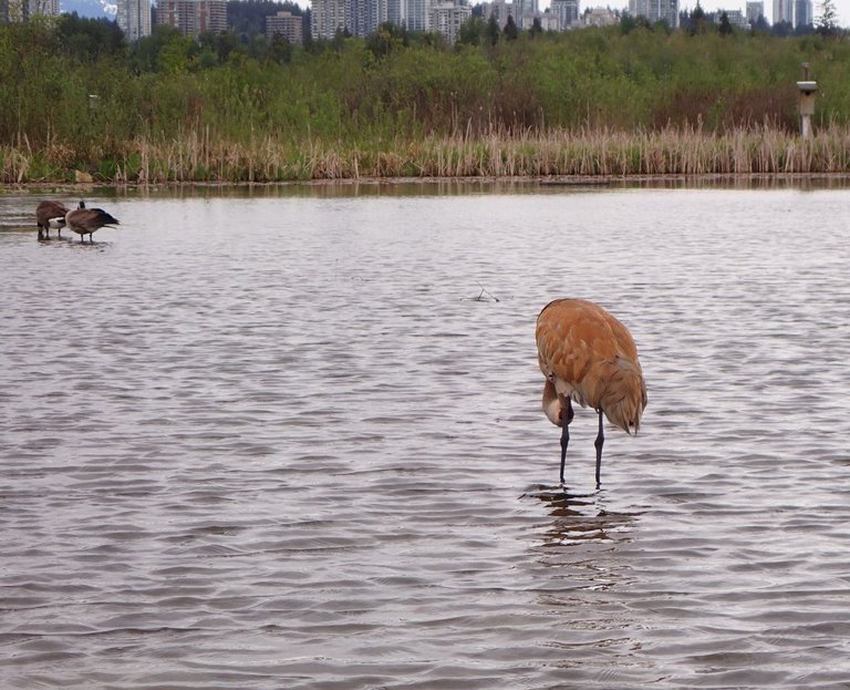Bird_Sanctuary0016.jpg