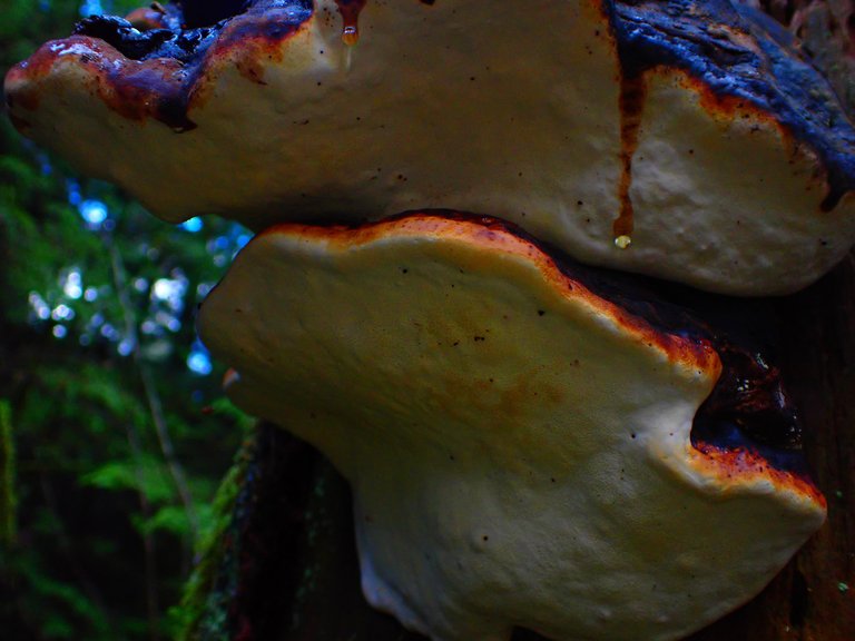 macro_nature0010.jpg