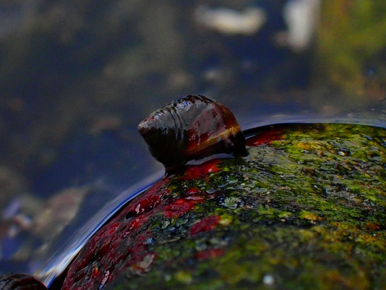 macro_nature0022.jpg