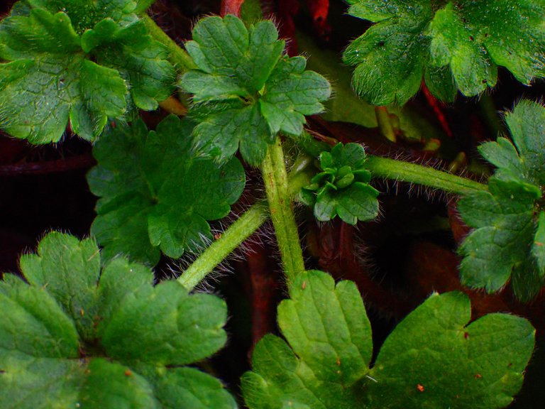 macro_nature0016.jpg