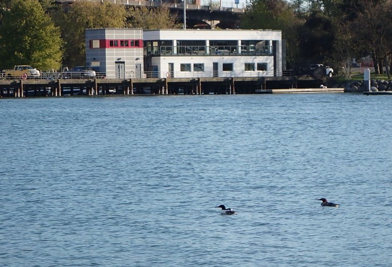 Grebe02.jpg