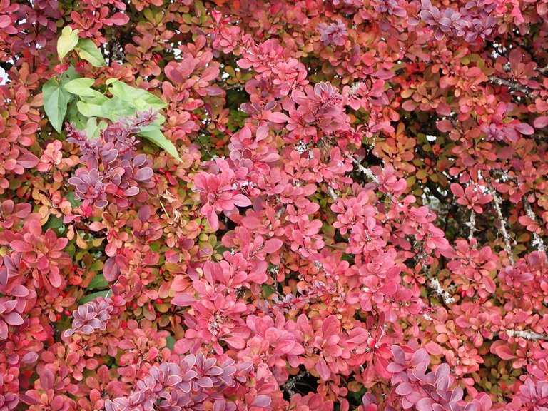 Red Flowers.jpg