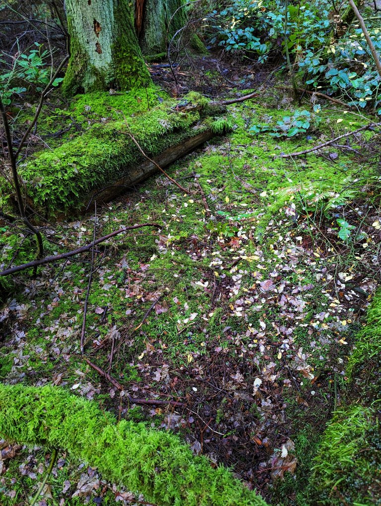 SP_Forest0006.jpg