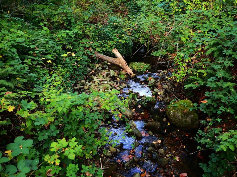 Burnaby TrailP9300051.jpg